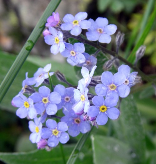 Myosotis sp. (II)